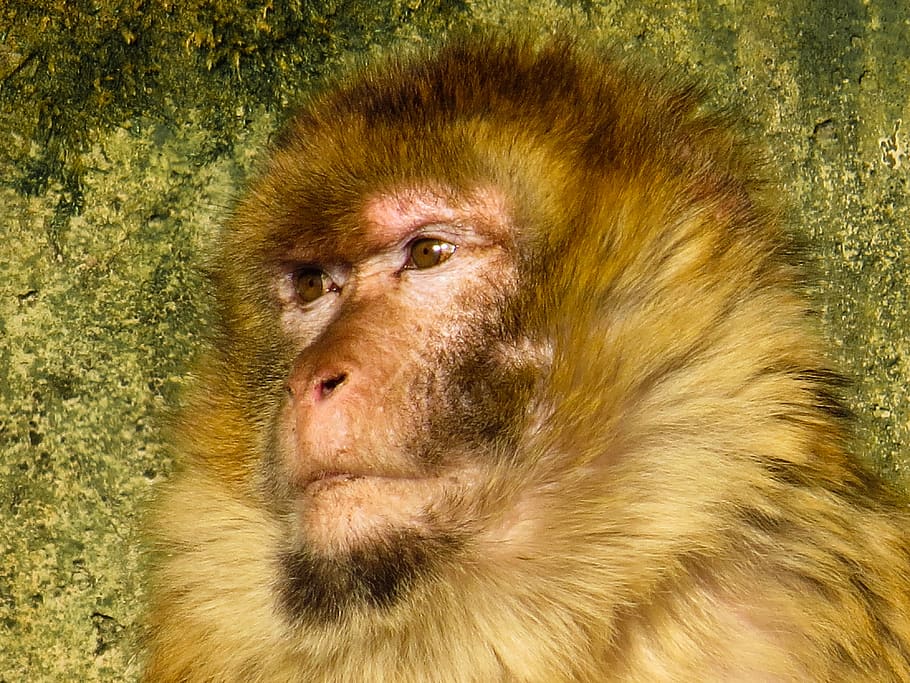 animals, monkey, primate, barbary ape, animal portrait, fur, face, human, macaque species, view