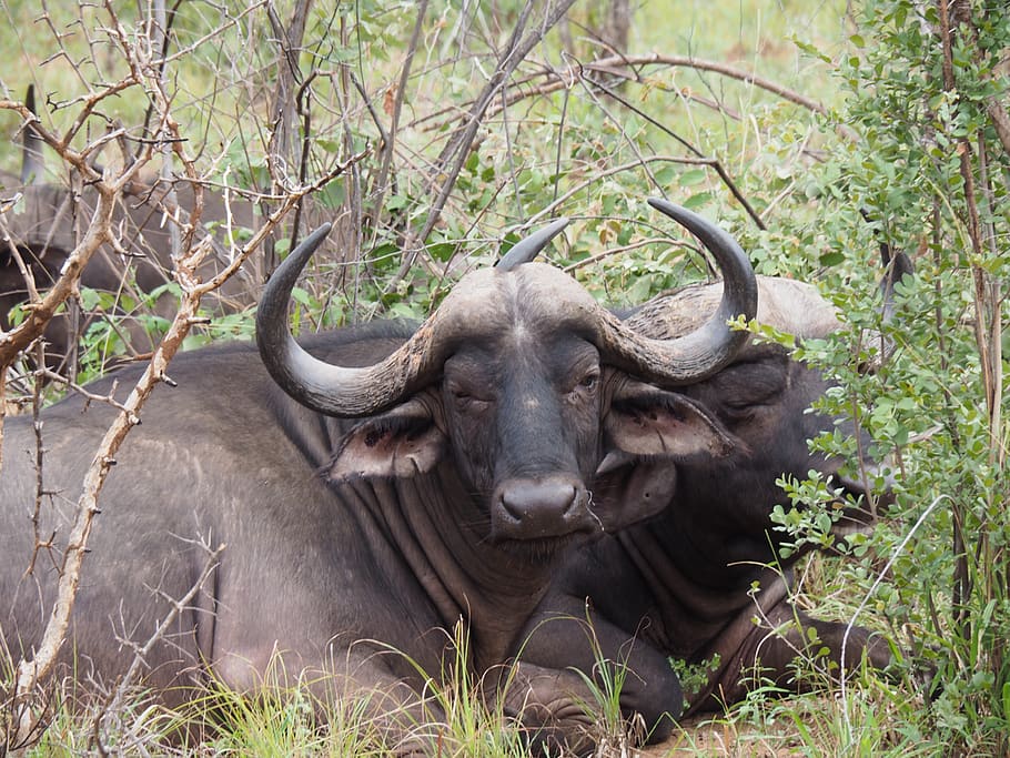 buffalo, africa, safari, nature, animal, water buffalo, animal world, national park, south africa, horn