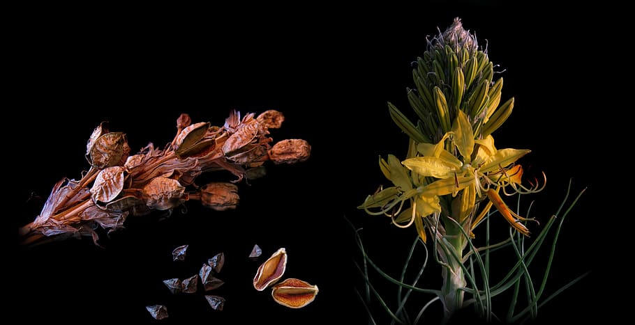 junker lily, asphodeline lutea, goldwurz, kapselfüchte, yellow flower, yellow asphodel, seeds, boll, flower, close up