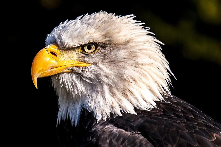 águila blanca, animales, aves, aves rapaces, águilas, depredador, vida silvestre, pájaro, animal, ave de rapiña