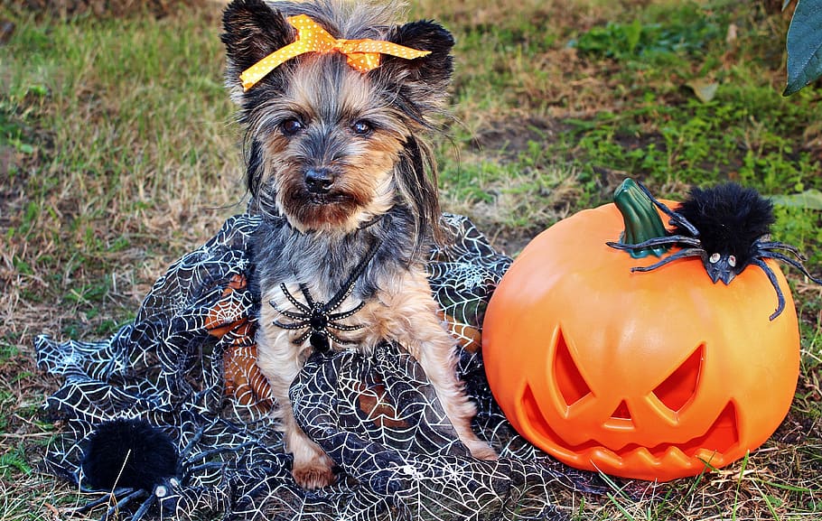 yorkshire terrier, dog, halloween, pumpkin, spiders, animal themes, pets, domestic, canine, domestic animals