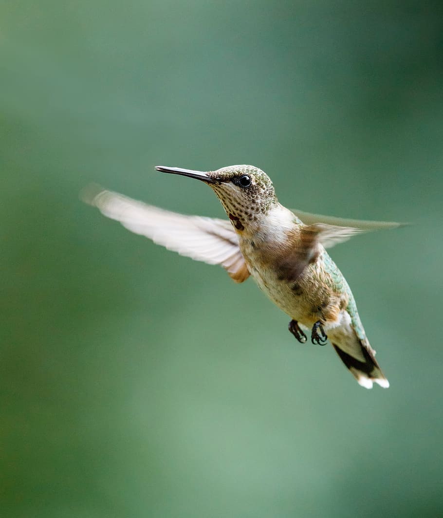hummingbird, ruby throated, flying, portrait, wildlife, lewis, nature, flight, wings, beak