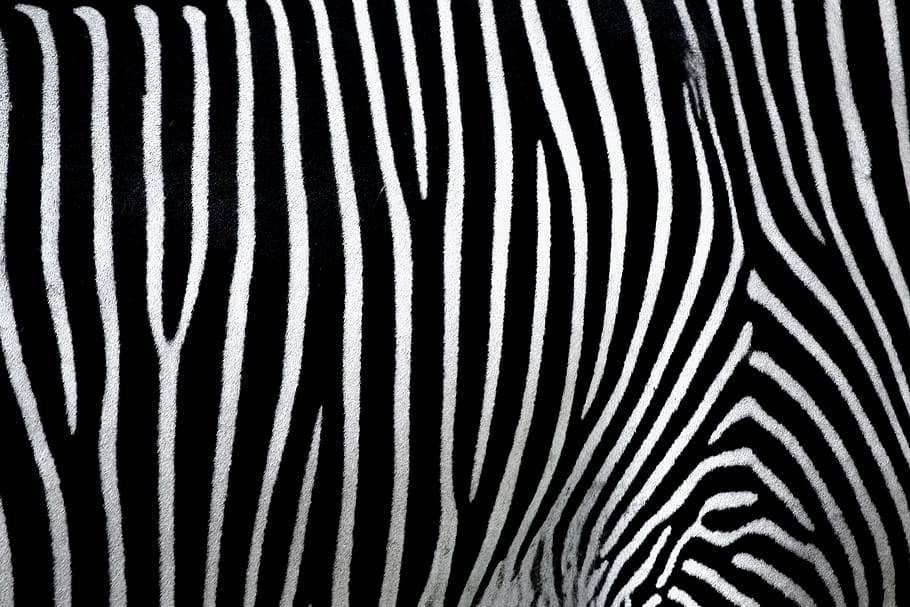 background, texture, pattern, zebra, black and white, crosswalk, animal, striped, structure, drawing