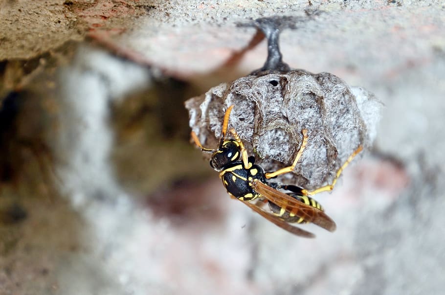 french wasps, mother queen, egg, wasp, sting, secret, cradle, education, nest, hornet