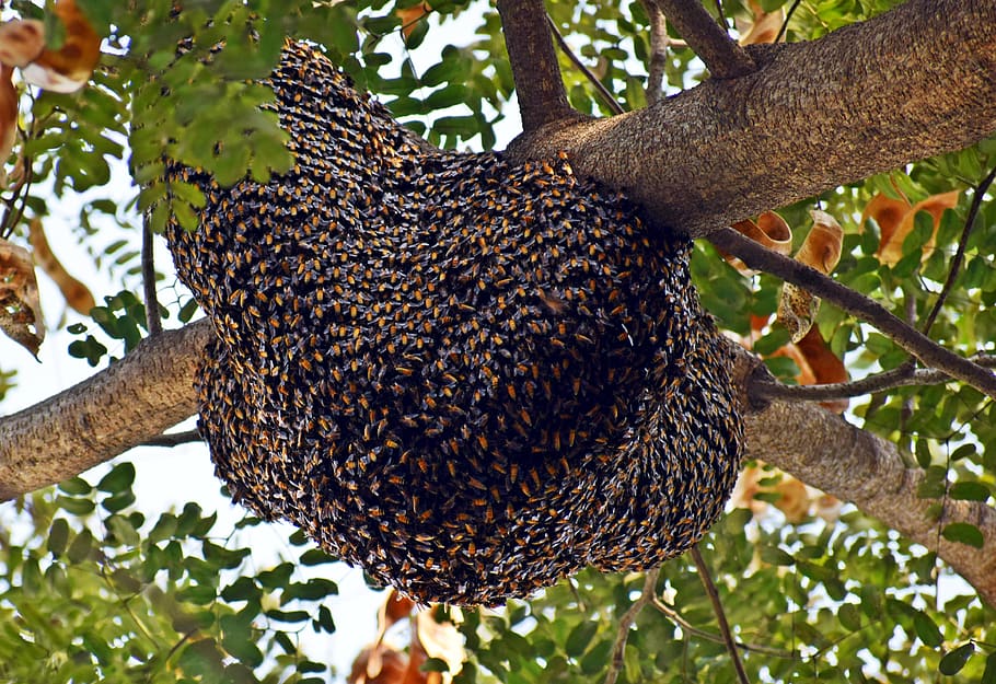 Abeja 4,8 cm 4,1 cm perchas imagen abejas insecto Hummel animal miel Patch aplicaciónb 