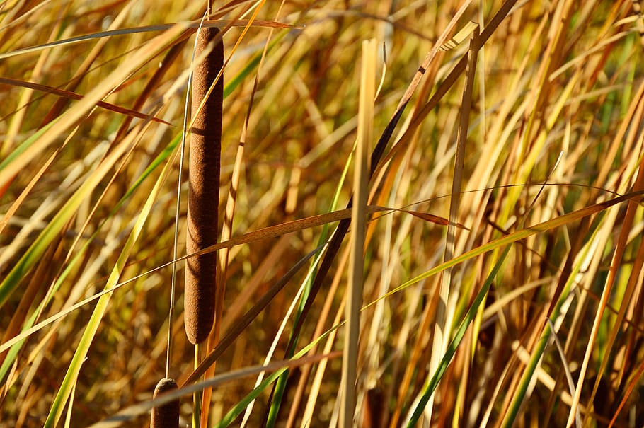 reed, poaceae, phragmites, riet, tube, cattail, grass, material, nature, plant