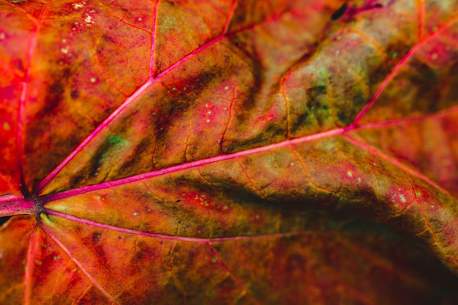 detail musim gugur, alam, daun, musim gugur, warna-warni, warna, bagian tanaman, latar belakang, vena daun, close-up