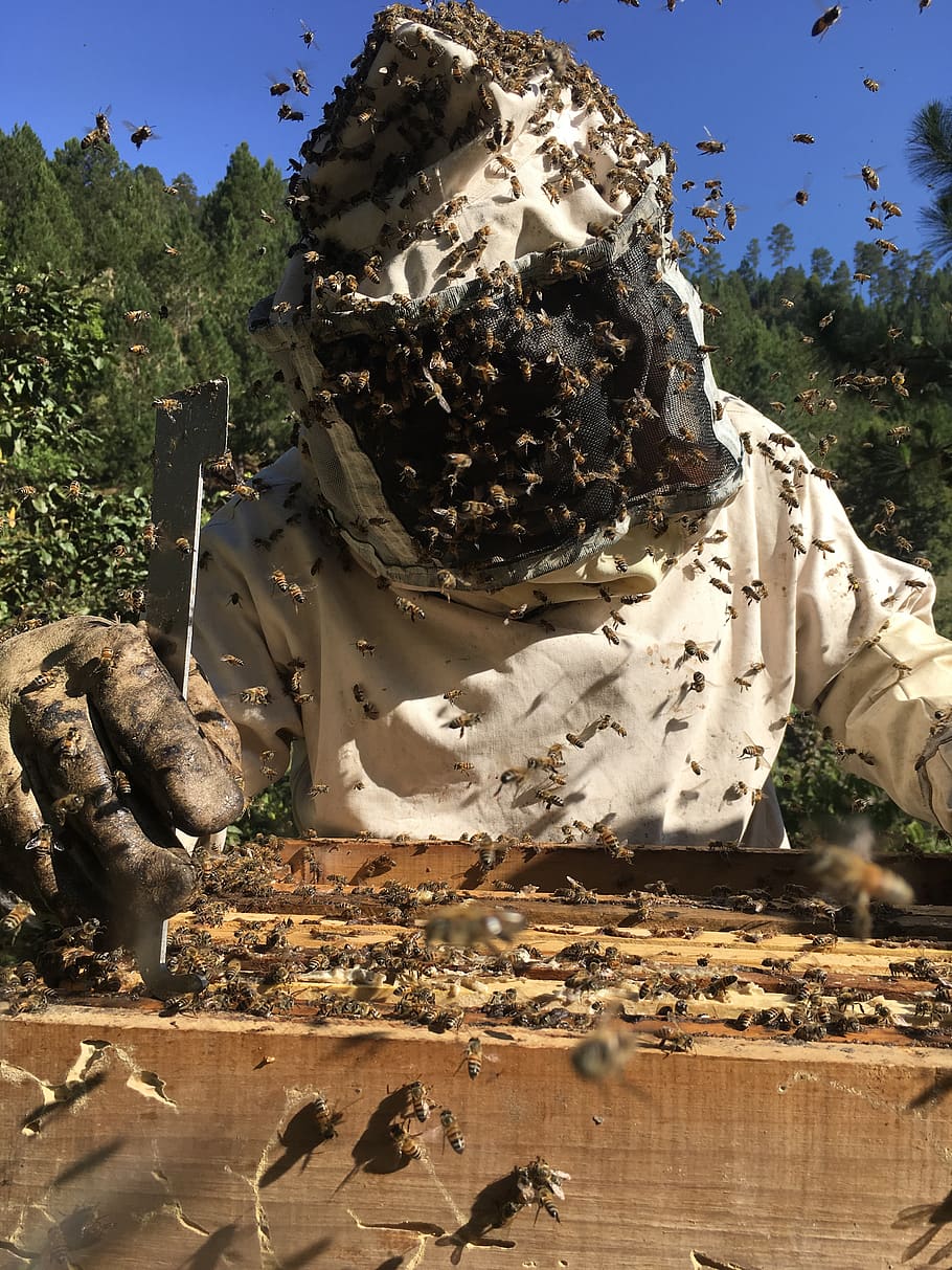 beekeeping, bees, ara, honey, hive, pollination, diaper, nature, swarm, sunlight