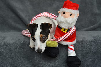 jack-russel-christmas-st-nicholas-father-christmas-royalty-free-thumbnail.jpg