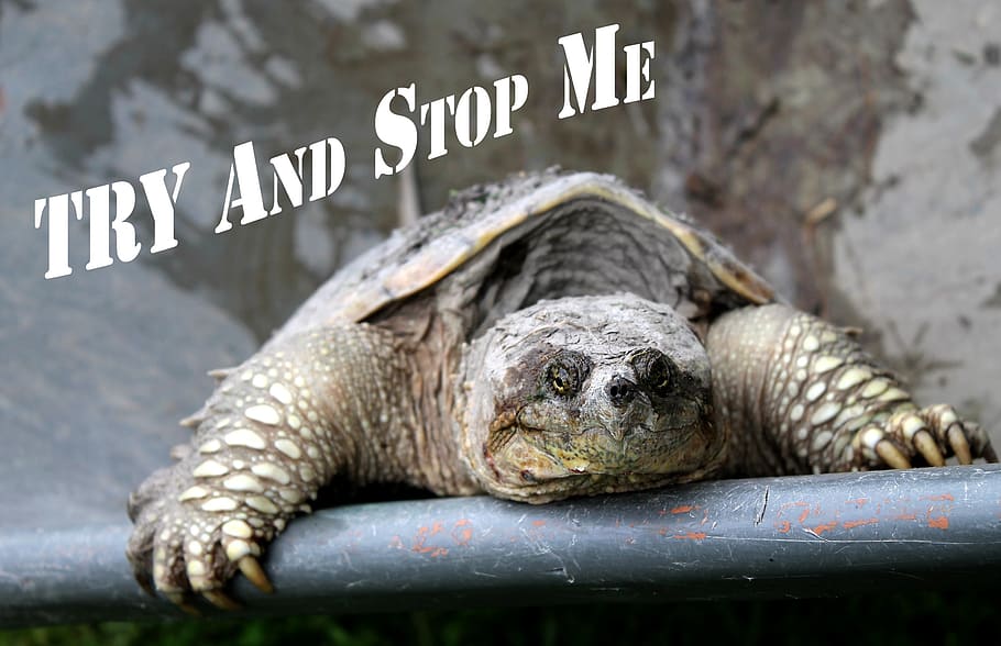 motivational quote, try and stop me, snapping turtle, persistence, inspirational, quote, trying, slow and steady, prehistoric, unstoppable