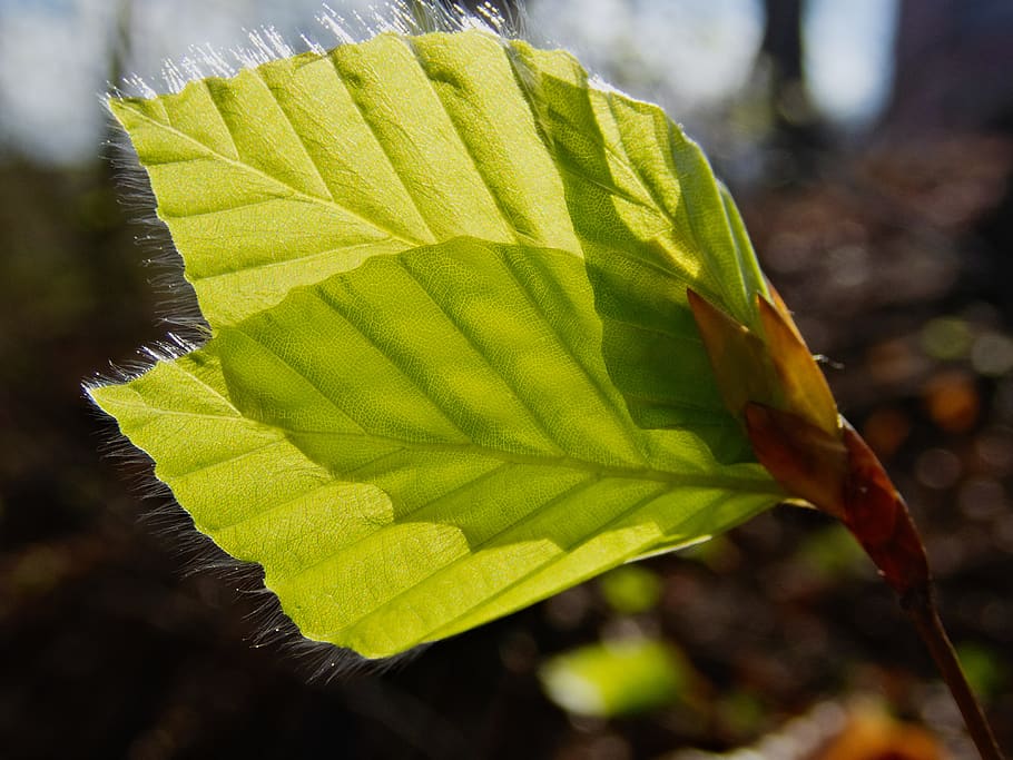 leaf, leaves, beech leaf, beech, single-sheet, spring, engine, forest, green, tree
