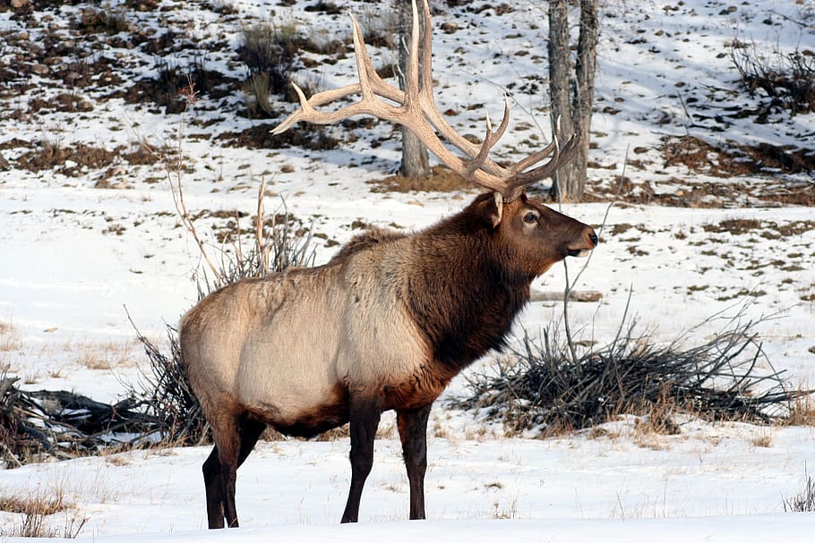 elk, wyoming, bull, nature, wildlife, landscape, animal, outdoors, mammal, outdoor