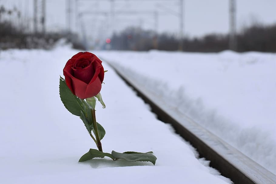 rosa roja en la nieve, amor perdido, invierno, tarde, anochecer, ferrocarril, condolencia, recordar, desaparecido, sentimiento de desesperanza