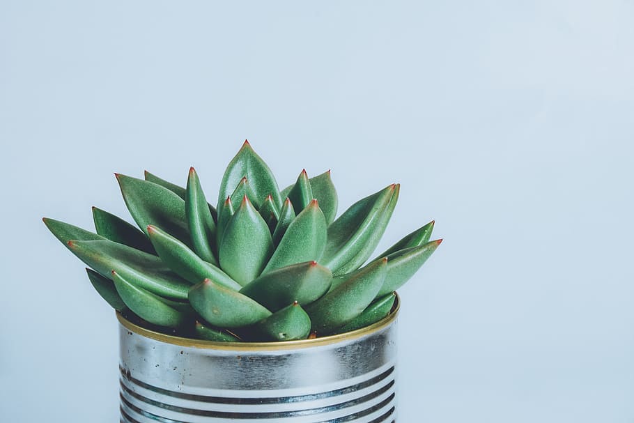 house, plant, cactus, green, can, pot, leaves, minimal, househld, color