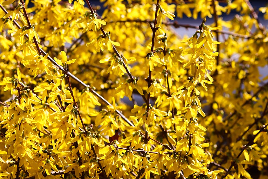 forsythia, garden forsythia, gold lilac, golden bells, bloom, blossom, yellow, ornamental shrub, bush, golden yellow
