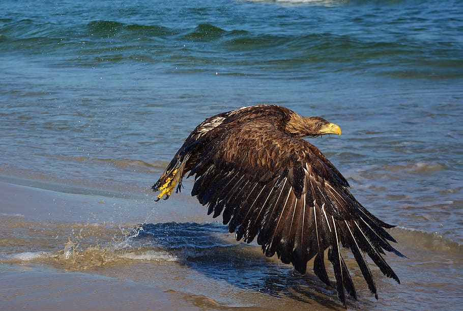 white tailed eagle, baltic sea, bird of prey, nature, water, animal, bird, one animal, vertebrate, animal themes