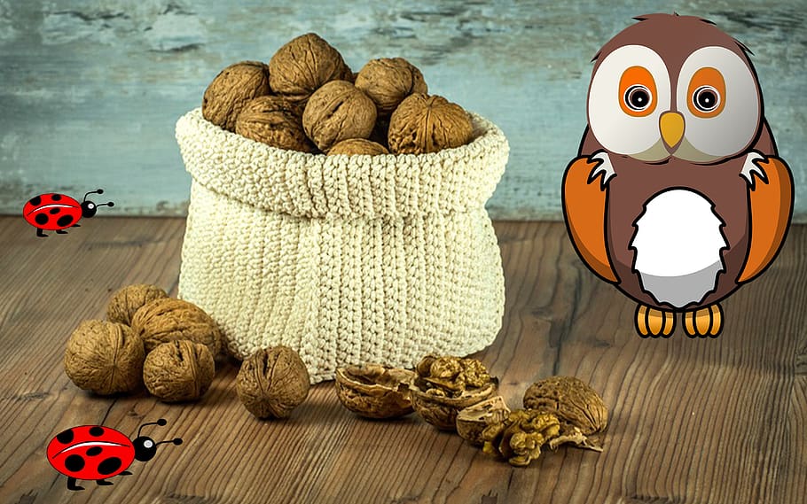 owl, walnuts, nut, bugs, animals, insect, nature, beetle, butterfly, ladybug