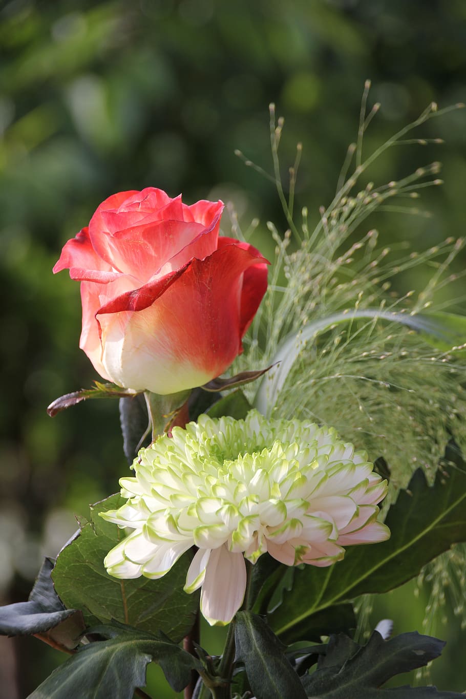 rose white and red, dahlia white-green, blum tight binding, bouquet, flower arrangement, greeting, international women's day, valentine, birthday, name day