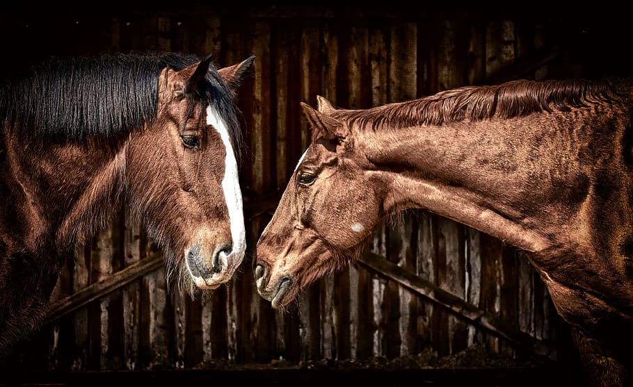 horses, friendship, horse stable, shire horse, animals, two, pferdeportrait, mammal, animal themes, animal