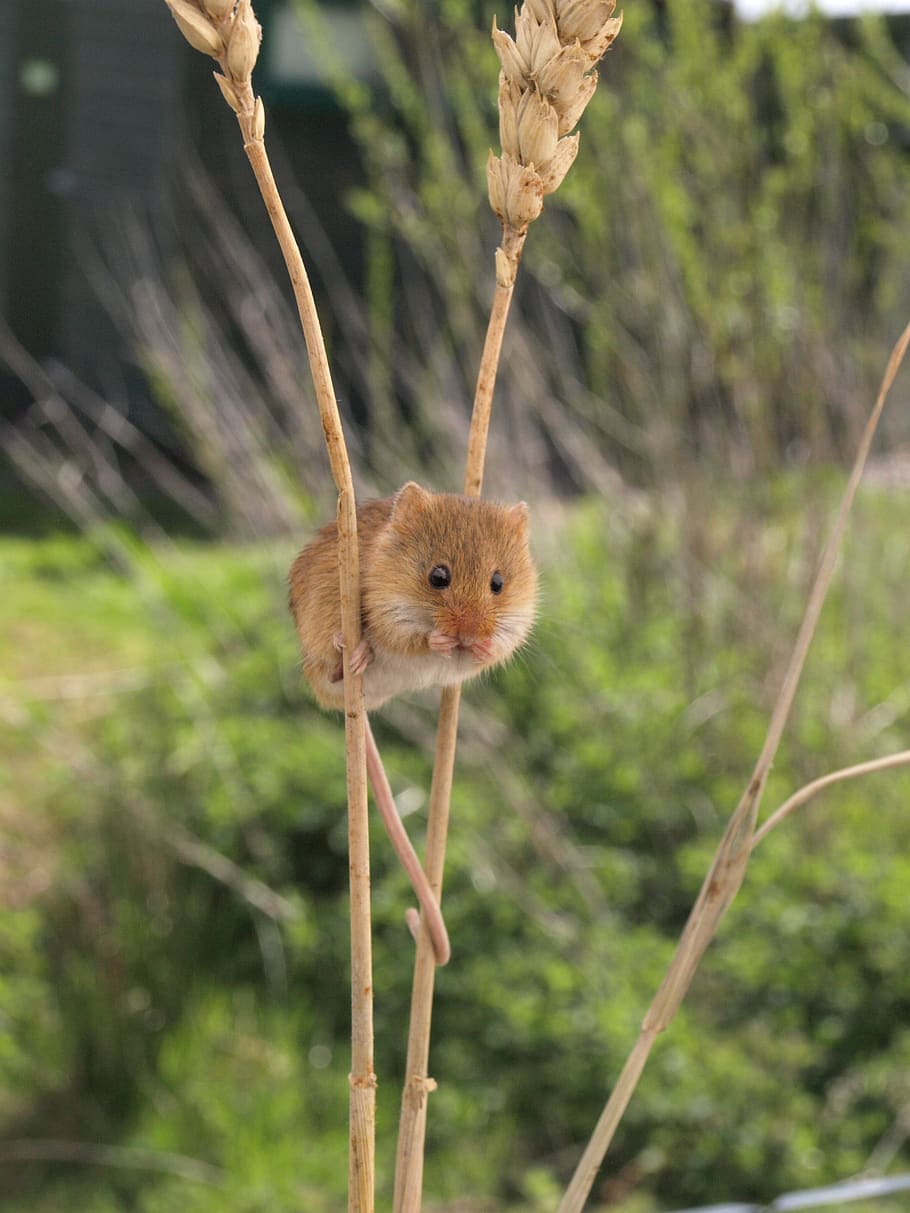 harvest mouse, small, shy, cute, nature, adorable, animal, animal themes, animal wildlife, animals in the wild