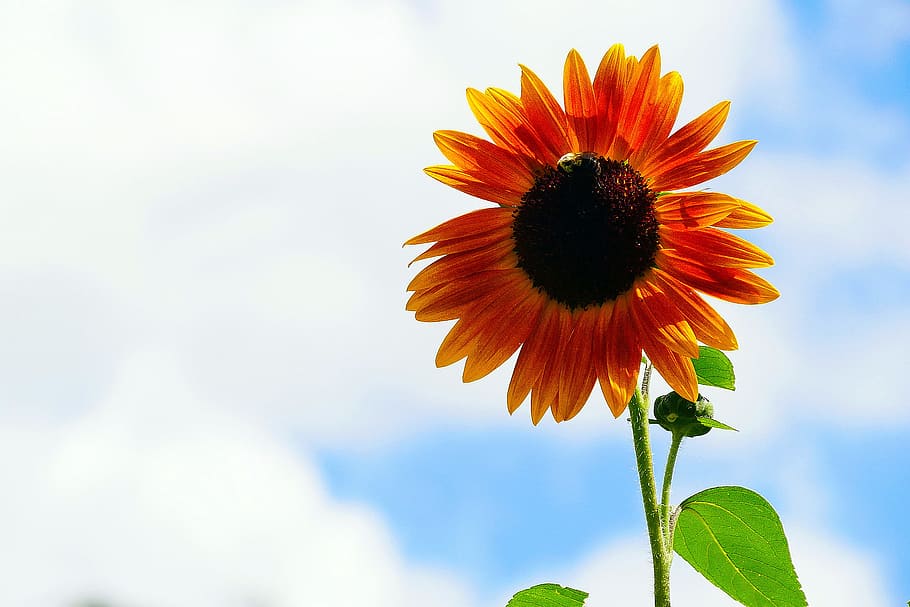 annual, sunflower, plants, attract, bees., helianthus, common sunflower, native flowers, native annuals, tall annual