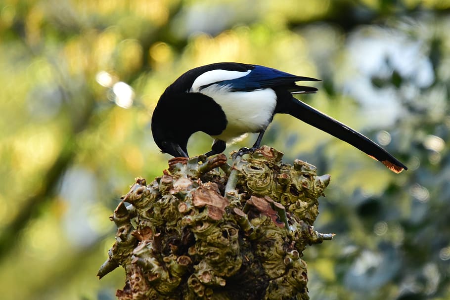 magpie, bird, animal, plumage, feather, corvidae, pecking, perched ...