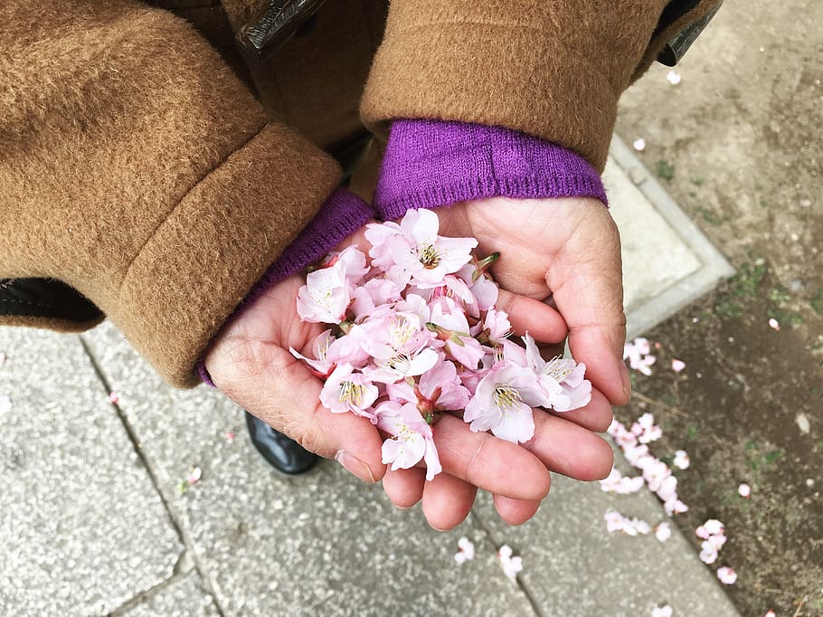 japón, sakura, primavera, rosa, floreciente, Flor, planta floreciente, mano humana, mano, una persona