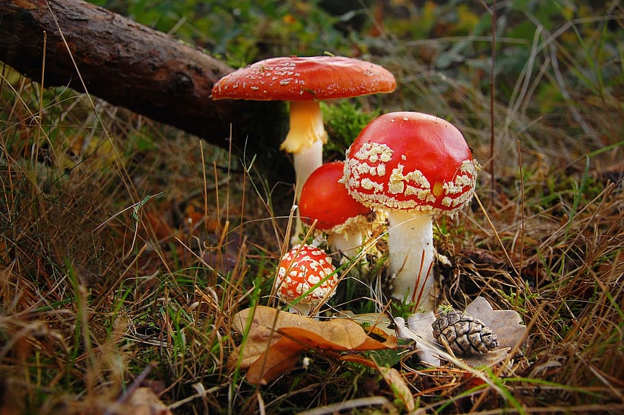 fly agaric, forest, nature, toxic, mushroom, red, autumn, moss, spotted, forest floor