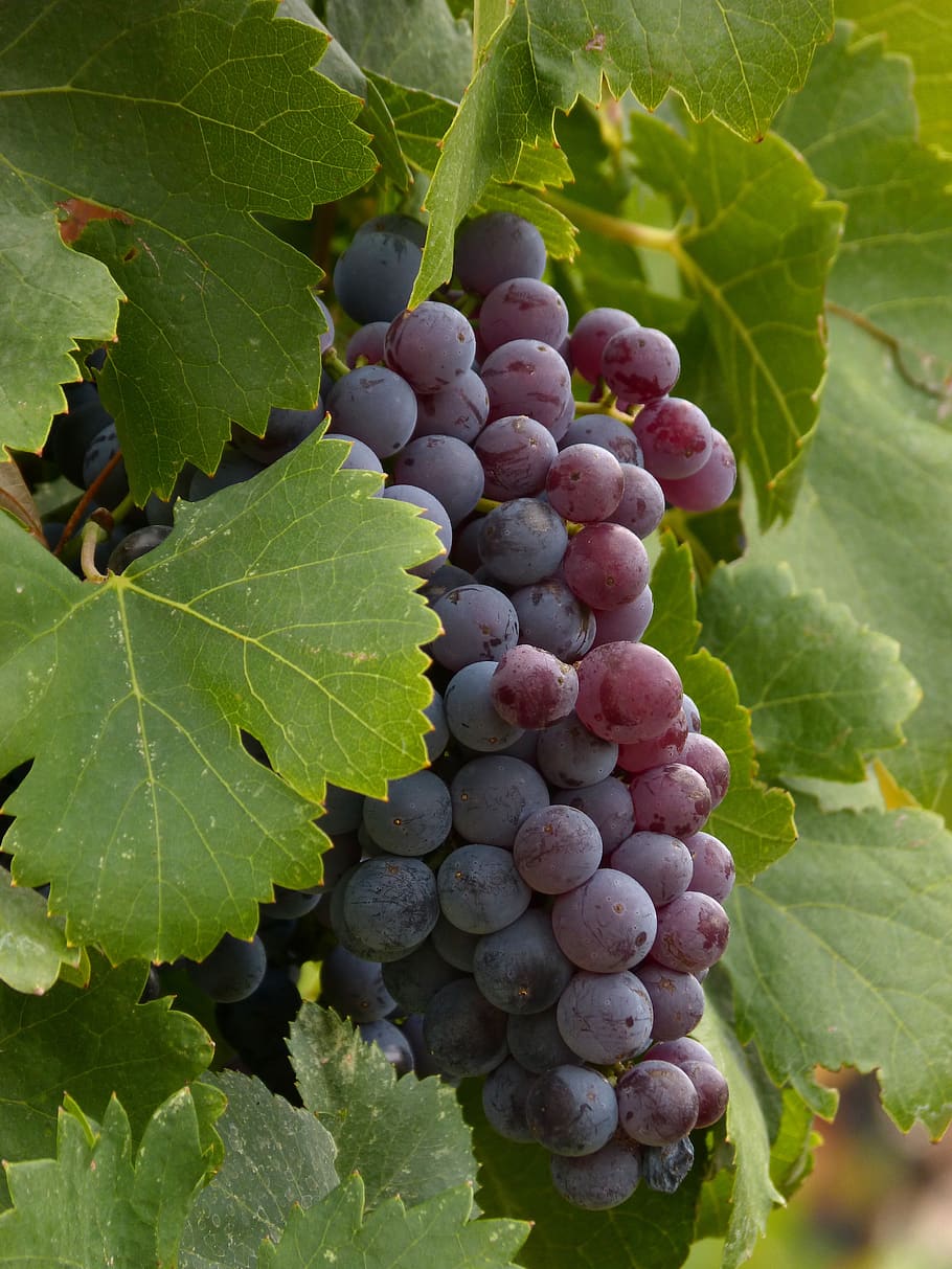 anggur, cluster, priorat, saring, pemeliharaan anggur, daun, bagian tanaman, makanan dan minuman, buah, makanan