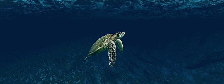 kura-kura, laut, bawah air, samudra, air, margasatwa, hewan, berenang, menyelam, orca