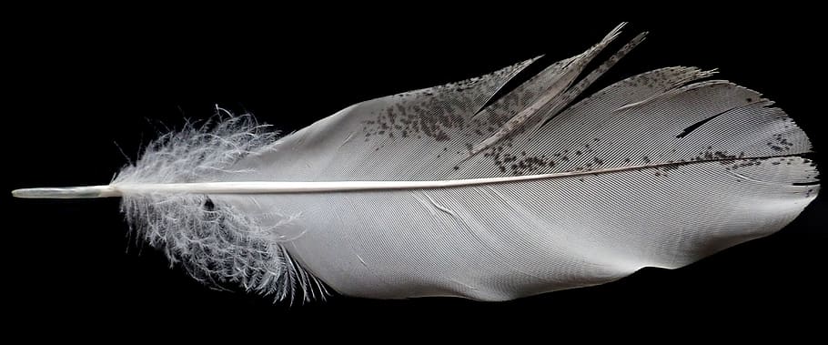 pluma, blanco, pájaro, plumaje, naturaleza, disparo de estudio, fondo negro, objeto único, interior, primer plano