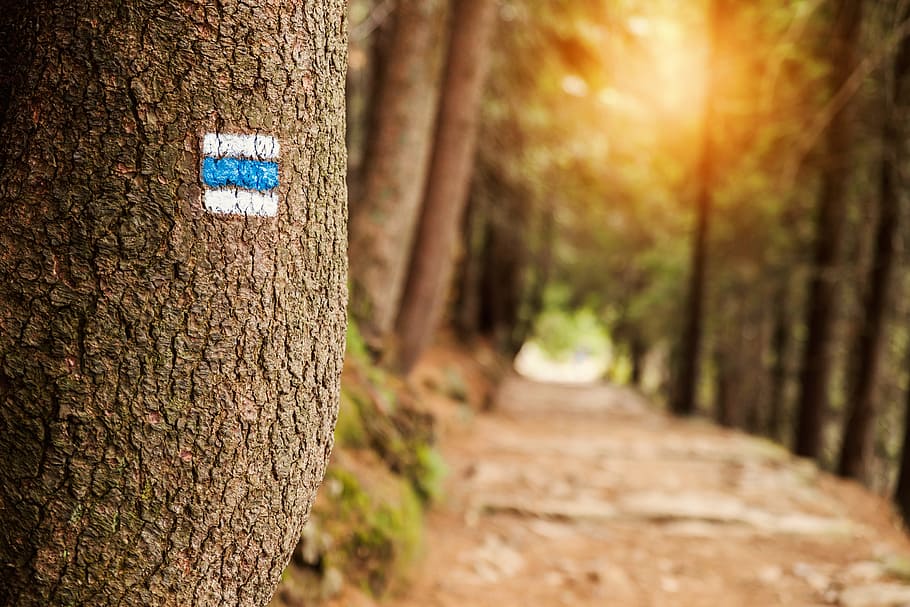 touristic sign, tree, next, touristic path, trunk, tree trunk, plant, forest, nature, direction