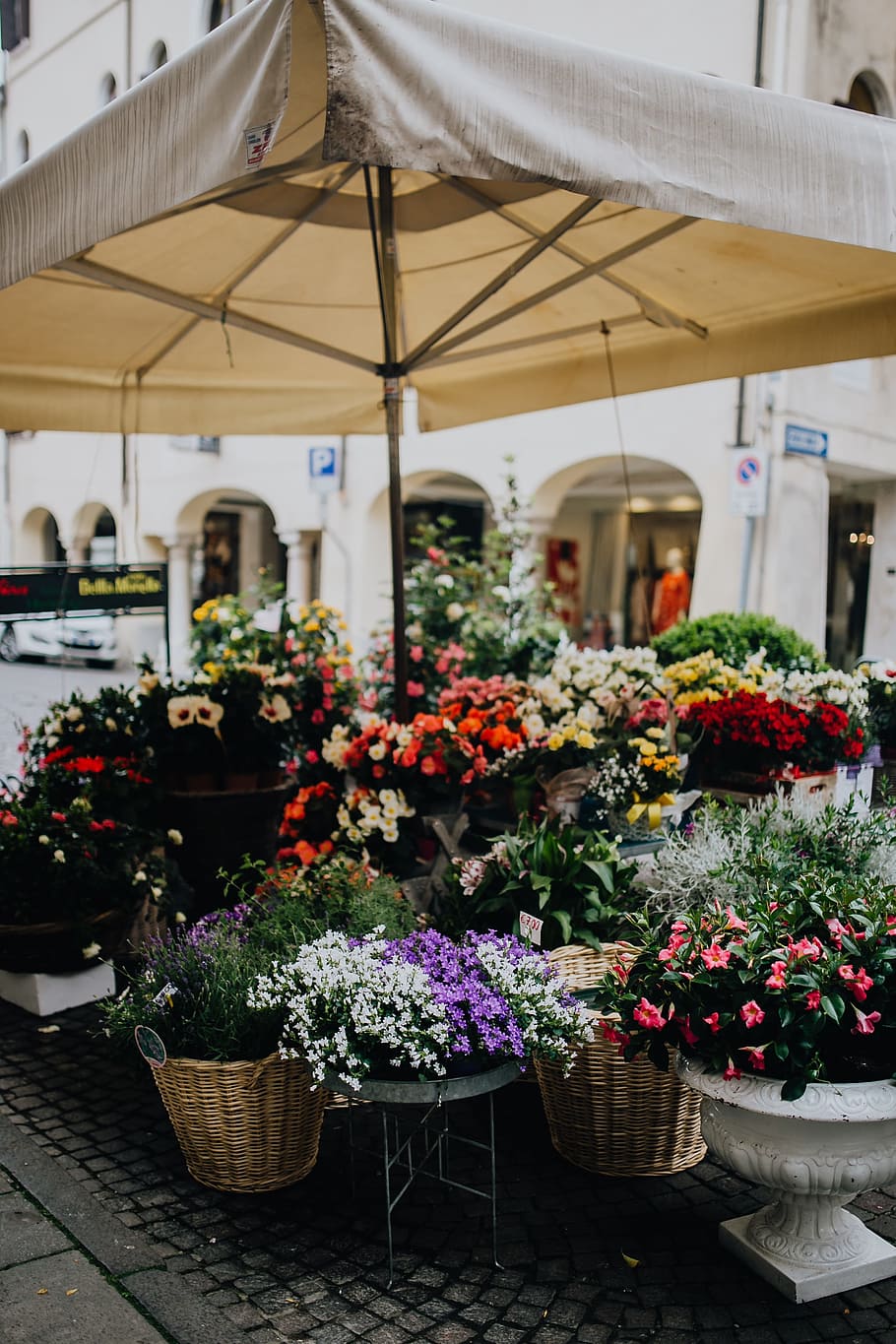 toko bunga, castelfranco veneto, bunga, berbunga, mekar, Italia, pasar, tanaman berbunga, tanaman, untuk dijual
