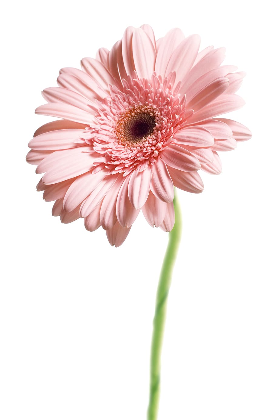 gerbera, flower, background, white, gerber, closeup, isolated, decoration, nobody, natural