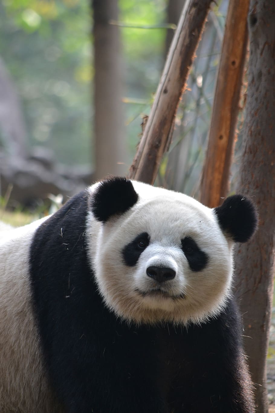giant panda, chengdu, china, asia, wildlife, endangered, nature, mammal, one animal, animal themes