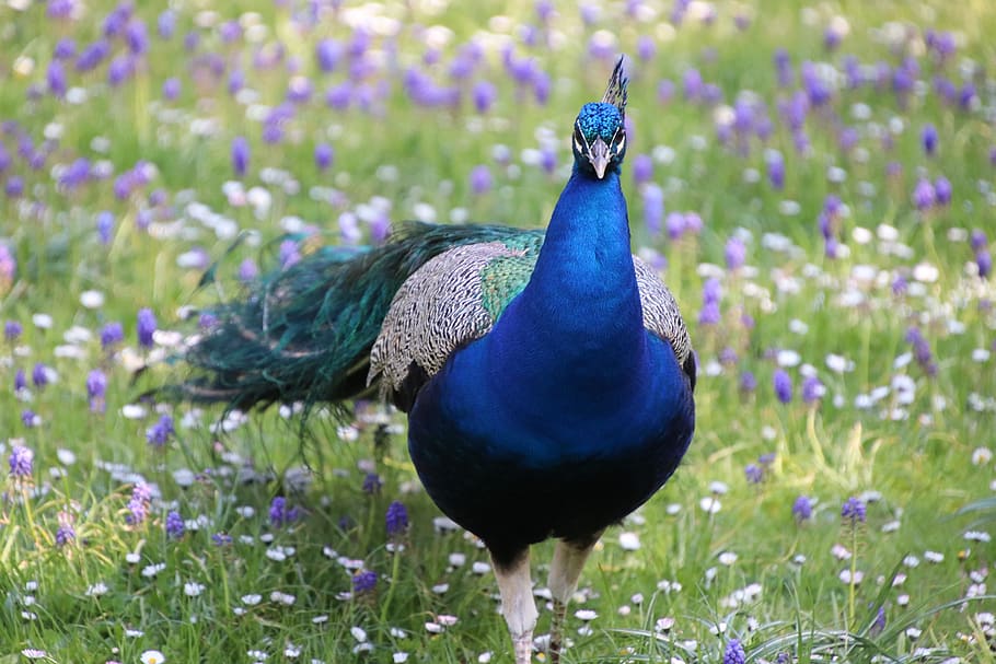 peacock, prairie, colorful, bird, color, plumage, iridescent, pride, blue, nature