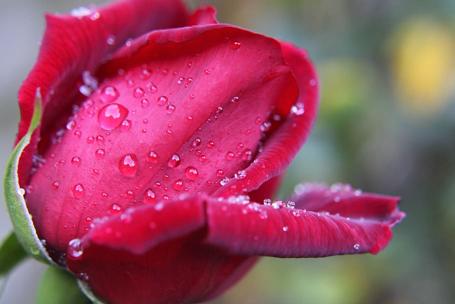 red rose, drops, feeling, bloem, roze, roos, beauty, petals, bright, rose