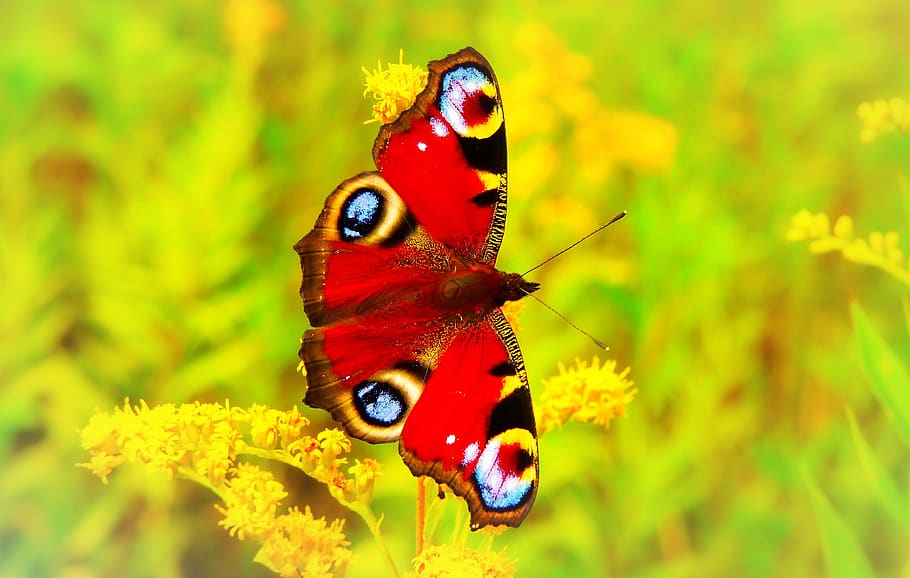 Pavo real pintado, insecto, día de la mariposa, animales, naturaleza, en la corte de, invertebrados, primer plano, planta, flor