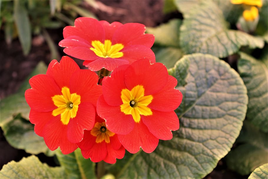 pensamiento, flor, flor amarilla y roja, roja, amarilla, macro, planta  floreciendo, frescura, fragilidad, vulnerabilidad | Pxfuel