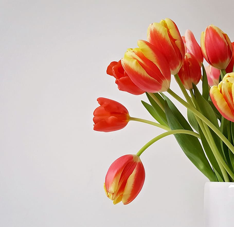 tulip, flowers, vase, minimal, background, nature, plant, green, orange, red