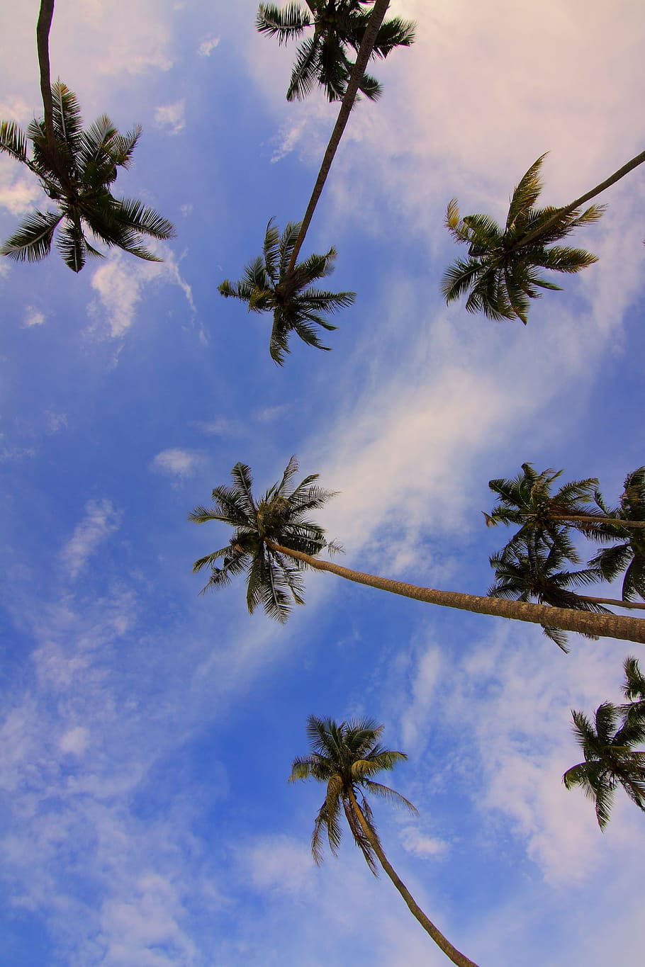 coconut, tree, nature, plant, green, leaves, blue, sky, clouds, tropical climate