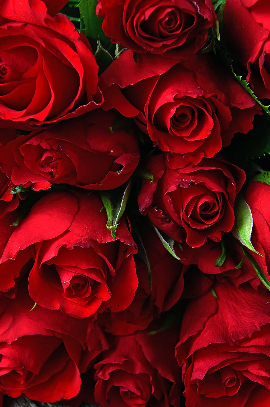 mawar, valentine, hari valentine, romantis, roman, cinta, baik, wallpaper, bunga, simbol