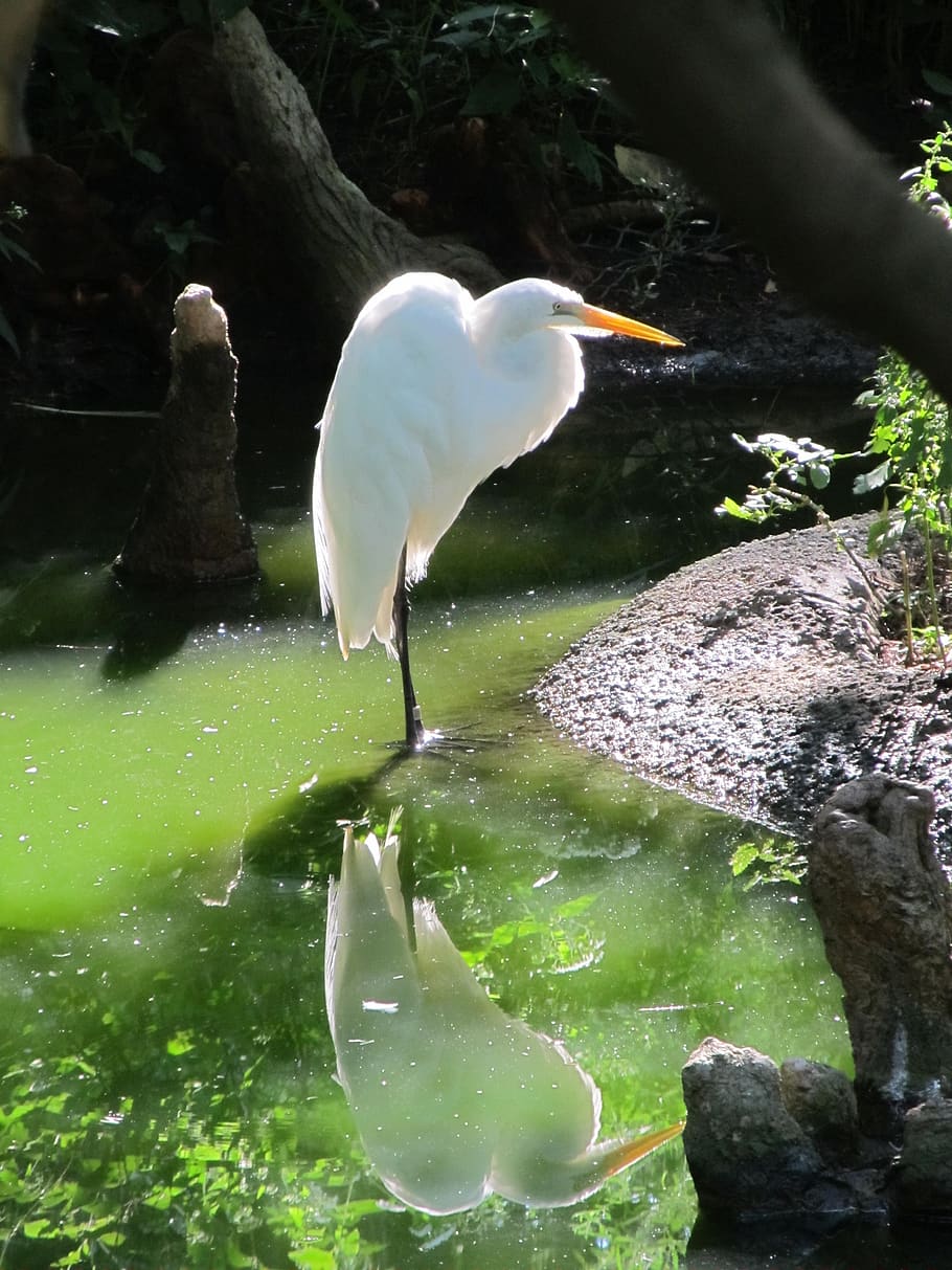 great egret, waterfowl, bird, large, heron, wetlands, all white, plumage, casmerodius albus, enclosure