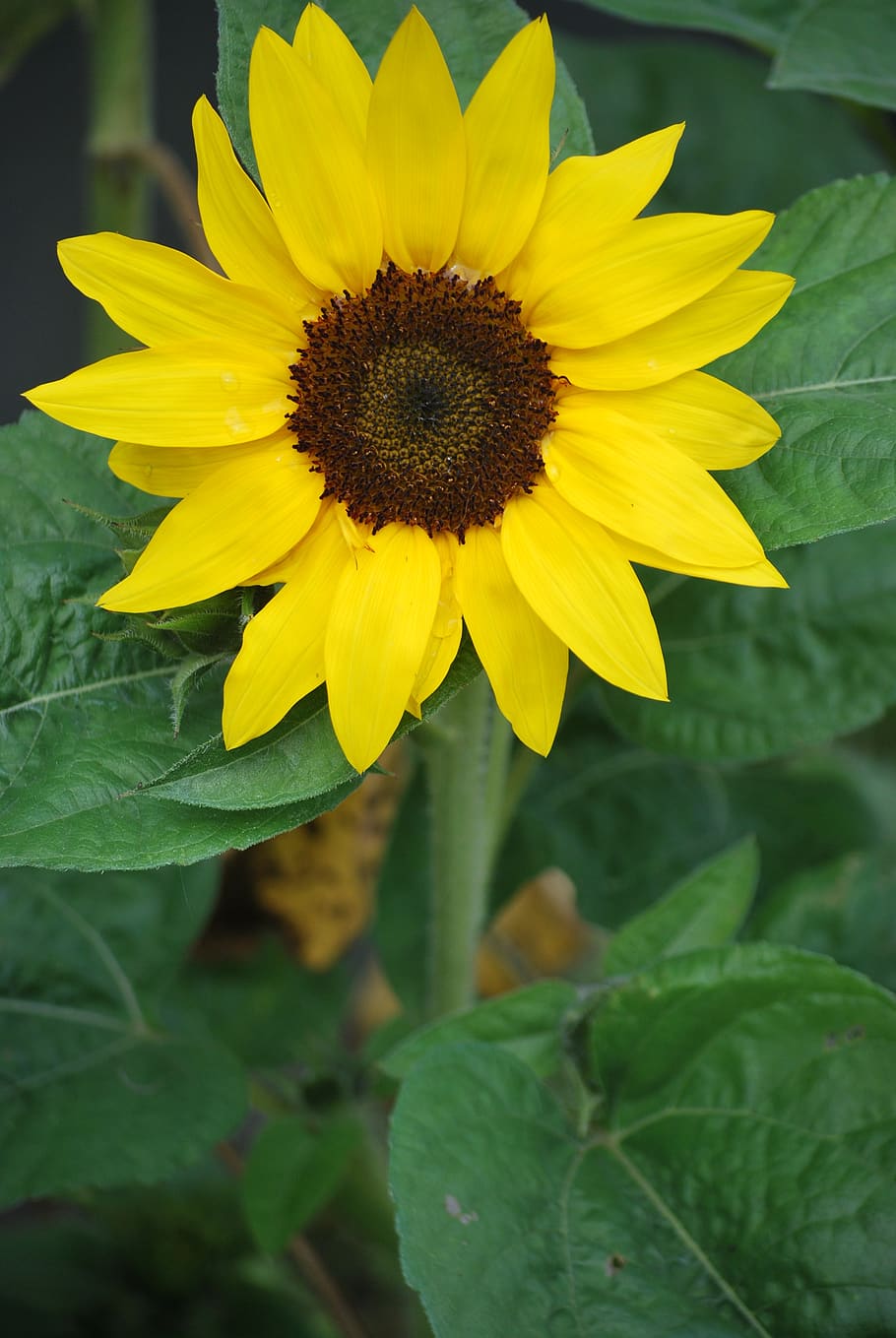 sunflower, sunny, nature, flower, bloom, bright, fresh, blossoms, sunflowers, flowering plant