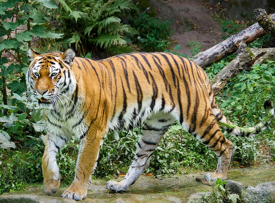animal, tiger, big cat, amurtiger, cat, predator, dangerous, siberian tiger, whiskers, pride