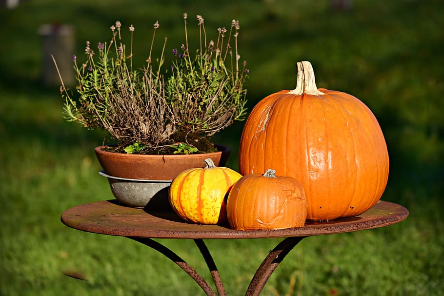 abóbora, vegetal, comida, nutrições, decoração, mesa, natureza morta, símbolo, cinderela, outubro