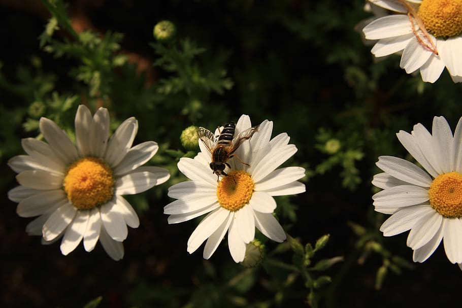 margaret, bee, flowers, nature, daisy, pool, petal, insects, pollen, flower