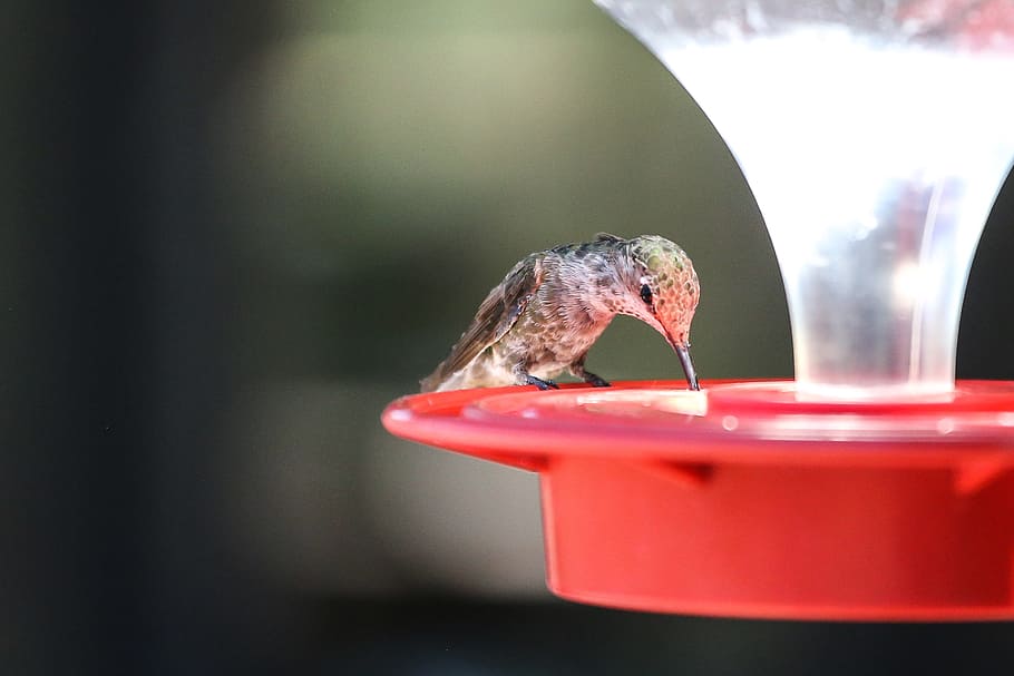 hummingbird, sitting, outdoor, feeder, drinking, sweet, liquid., cute, feeding, small