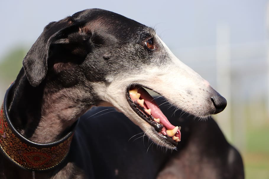 spanish galgo, spanish greyhound, fast dogs, long dog, galgo, greyhound, hound, sighthound, dog portrait, profile