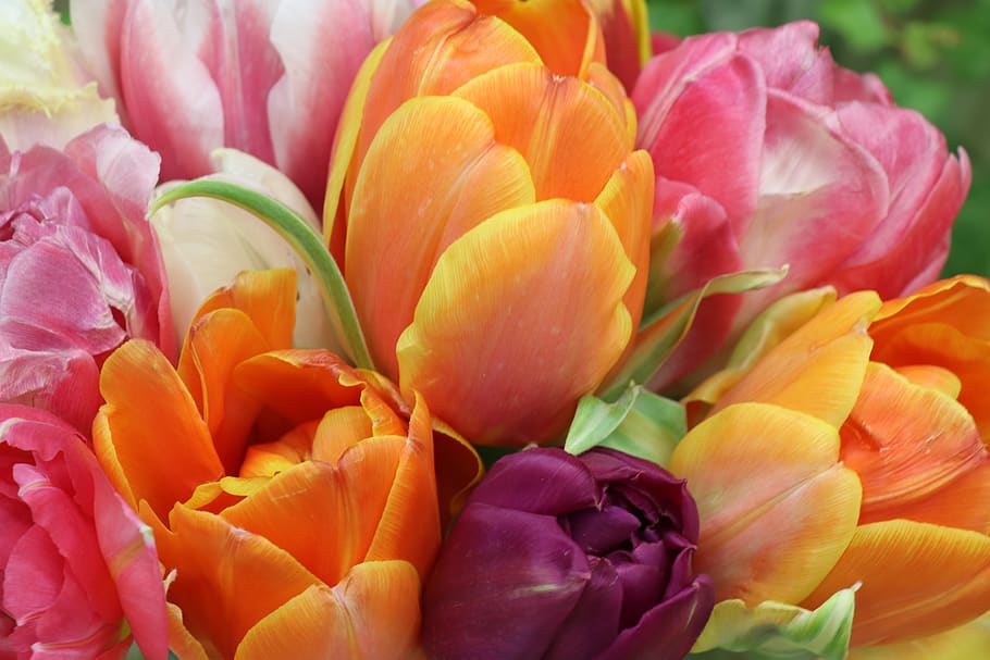 tulipas, brilhante, buquê, flores, flor, romântico, obrigado, mulheres, 8 de março, parabéns